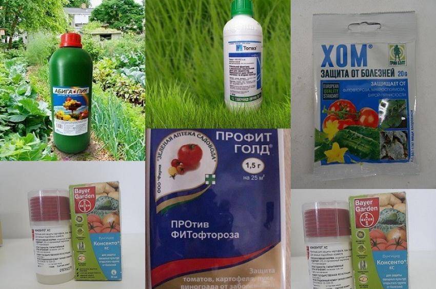 Профилактика фитофторы на помидорах в открытом грунте: методы защиты