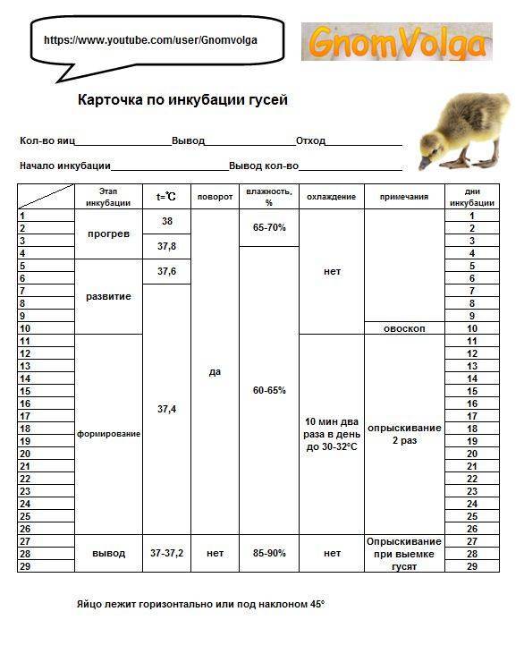 Схема вывода гусят в инкубаторе