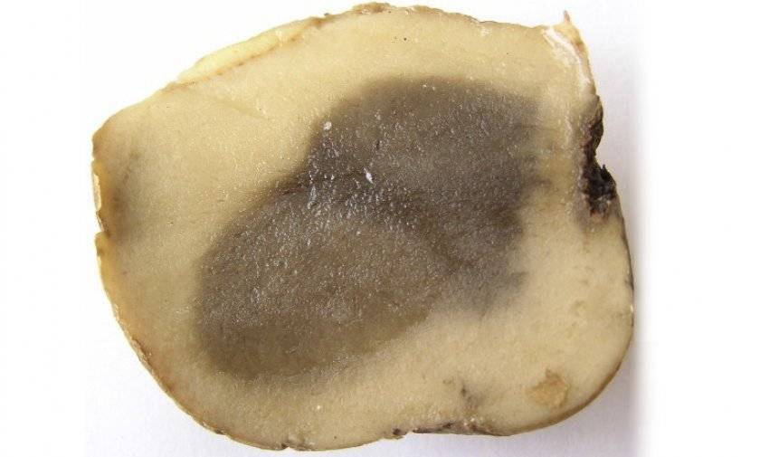 Гниль сухая клубней картофеля | справочник по защите растений — agroxxi
