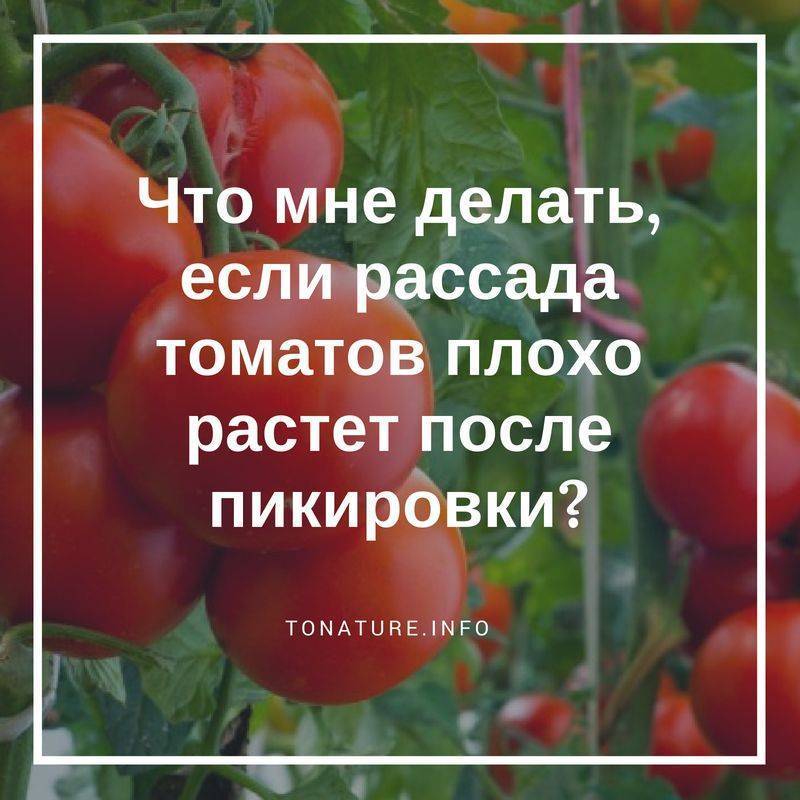 Не растет рассада помидоров: причины, что делать для исправления проблемы