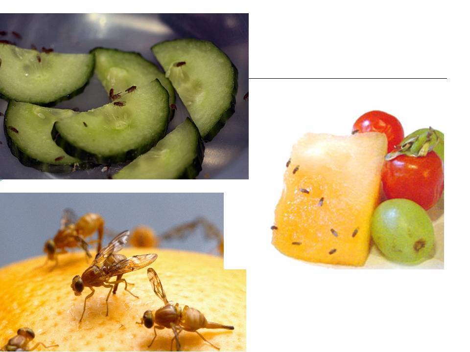 Как избавиться от мух в квартире, откуда берутся насекомые, чем питаются и сколько живут + отзывы