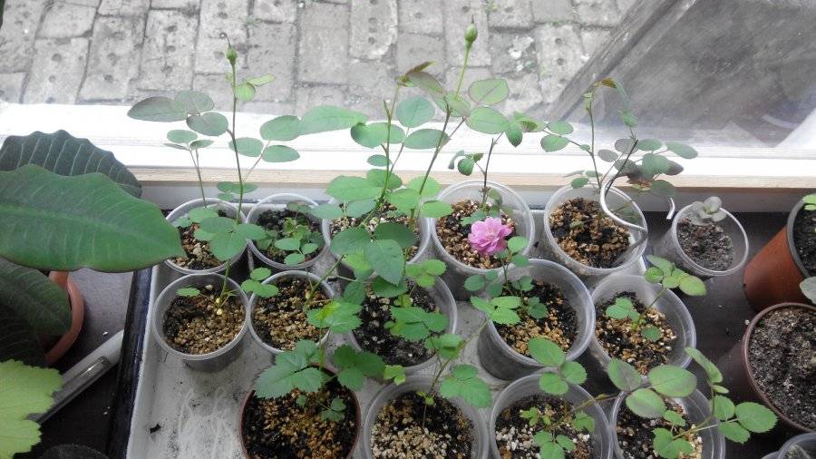 Как вырастить розу из семян: практические советы