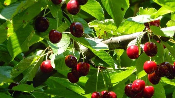 Чем отличается вишня от черешни: описание фруктов и сравнение