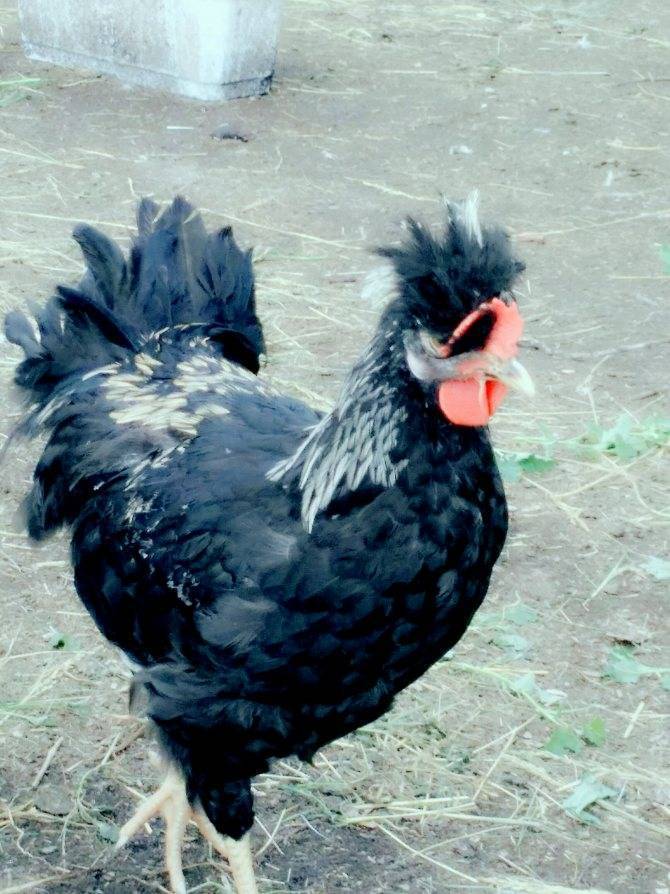 Русская хохлатая порода кур – описание, фото и видео