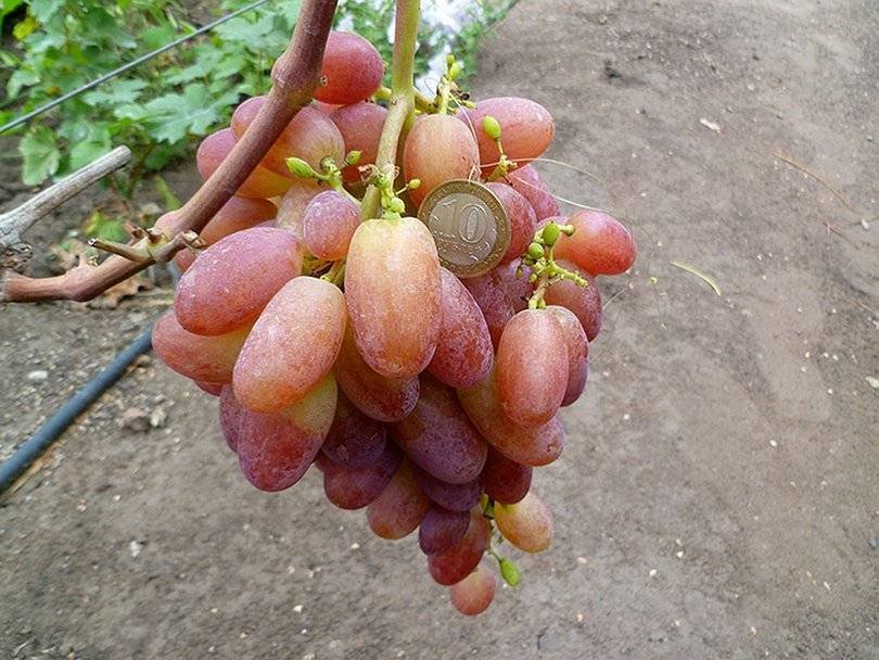 Описание сорта винограда симпатия (виктор-2): фото и отзывы | vinograd-loza