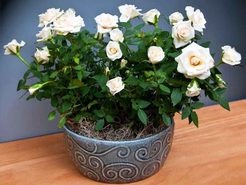 Домашняя роза в горшке: как выращивать и ухаживать