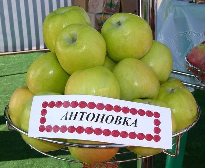 Сорт яблок антоновка — характеристика, разновидности яблони, посадка и уход