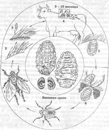 Цикл развития полостного овода схема