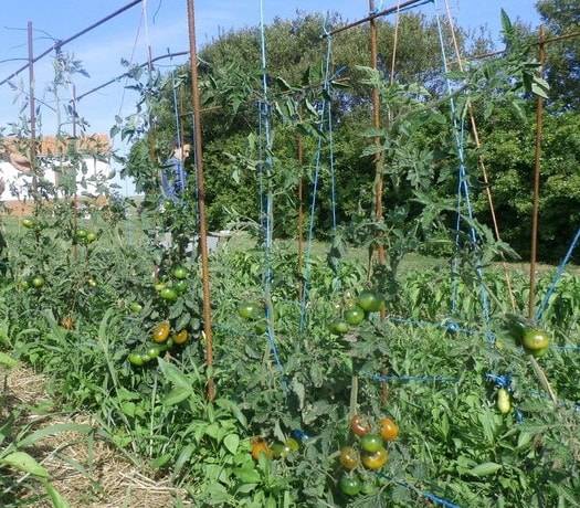 Лучшие сорта томатов на 2021 год для теплиц в подмосковье: советы по выбору помидоров, особенности выращивания, наименования и описания сортов