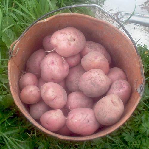 Картофель ильинский: описание и характеристика сорта, урожайность, отзывы, фото