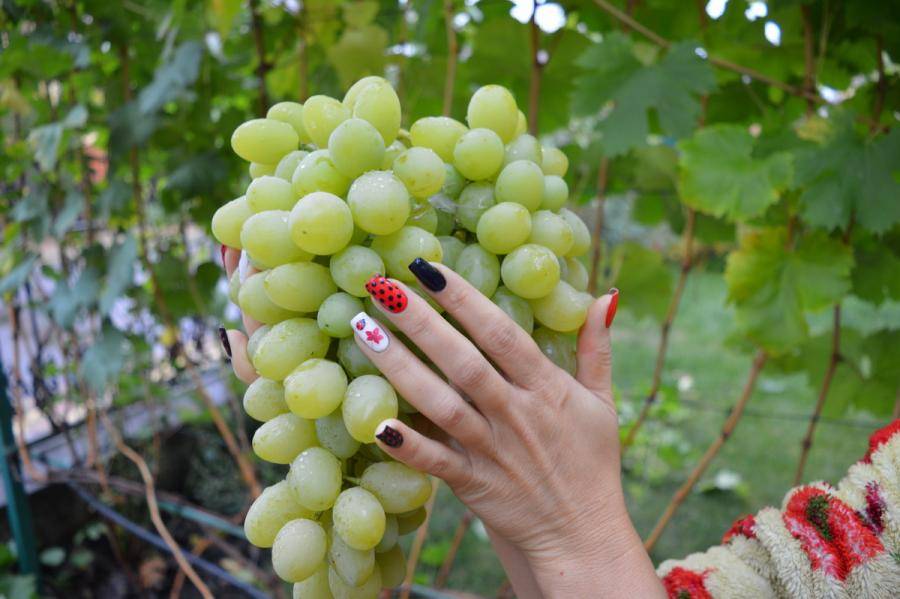 Описание сорта винограда кристалл: фото и отзывы | vinograd-loza