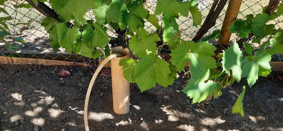 Как правильно поливать и подкармливать виноград с мая по октябрь