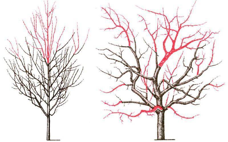 Как правильно обрезать старую яблоню весной схема