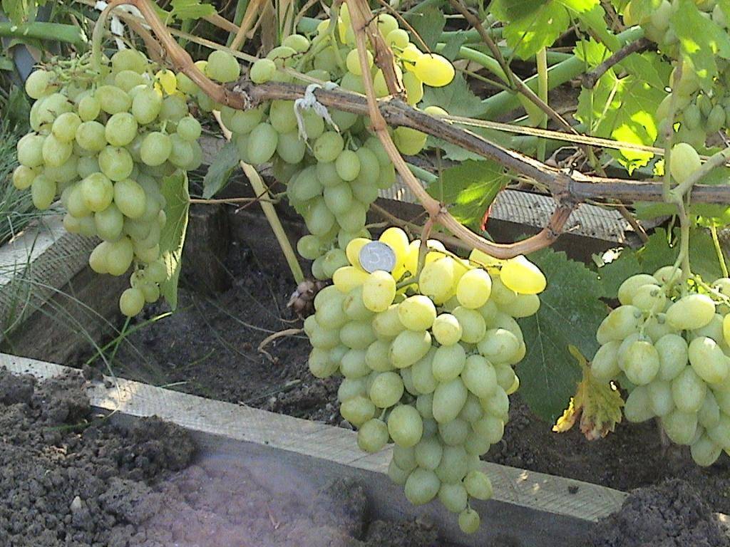Виноград благовест, описание сорта и основные характеристики