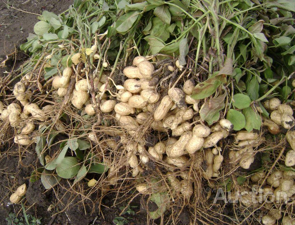 Как посадить арахис и получить хороший урожай