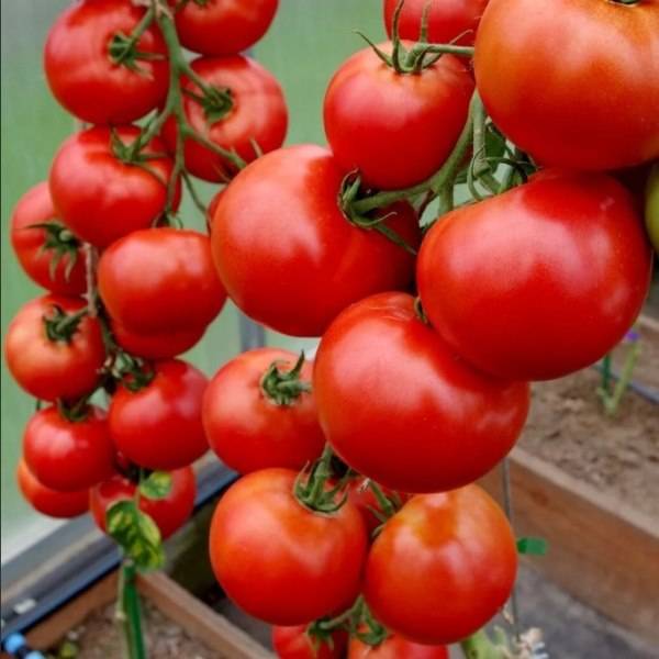 Боремся с кладоспориозом томатов в теплице легко и эффективно: лучшие методы и рекомендации дачников с опытом