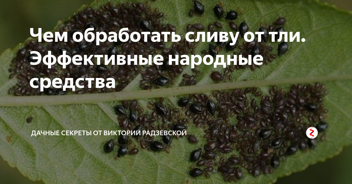 Чем обработать тлю на сливе
