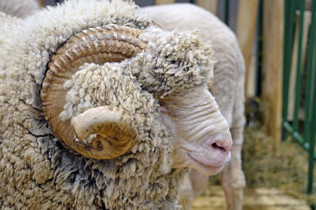 Меринос овца. образ жизни и среда обитания овцы меринос | животный мир