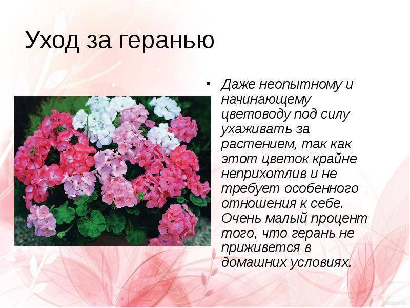 Герань – уход в домашних условиях и особенности роста. подкормки в период цветения – весной и летом