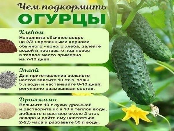 Чем подкормить огурцы в период плодоношения для увеличения урожая в два раза
