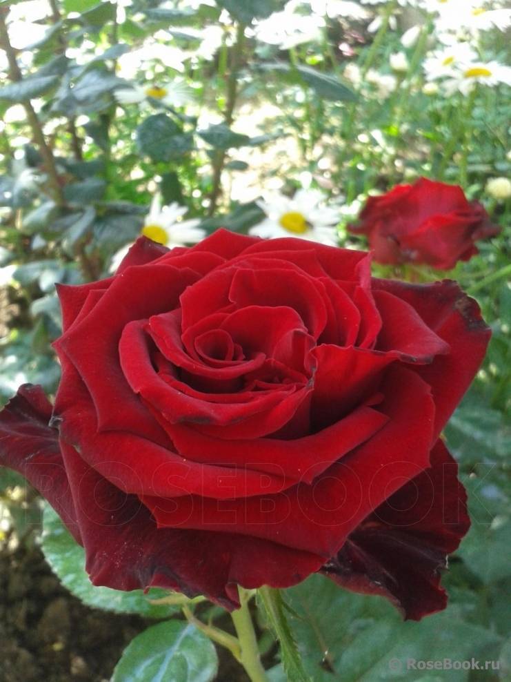 Роза ред наоми, как выглядит сорт, какими характеристиками обладает, как вырастить