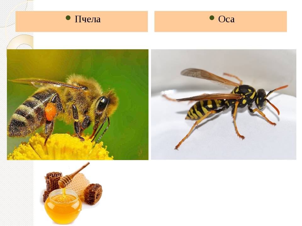Чем отличается оса от пчелы