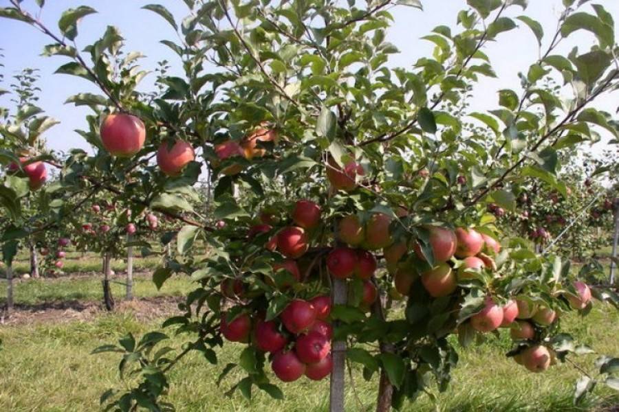 Выбор карликовых деревьев для посадки фруктового сада. правила посадки и ухода за плодовыми деревьями