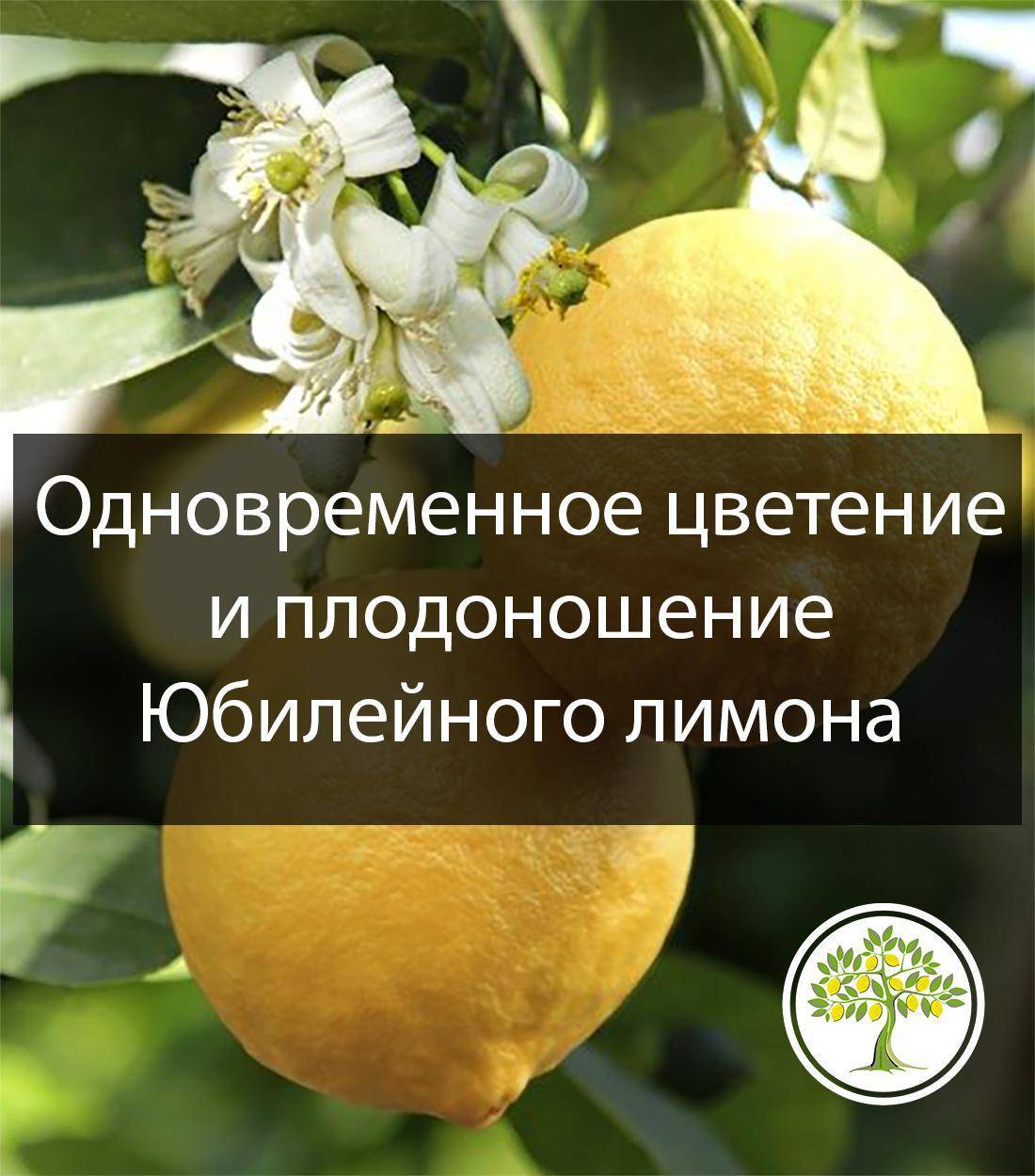 Лимон мейера: описание сорта, выращивание и уход в домашних условиях, обрезка