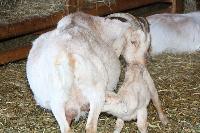 У козы после окота мало молока: что делать и в чем причина, методы увеличения
