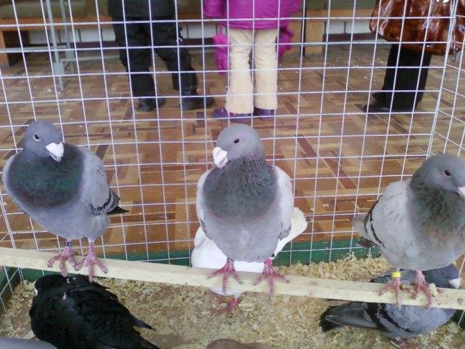 Ижевские голуби: породные признаки и стандарты, разведение, фото и видео