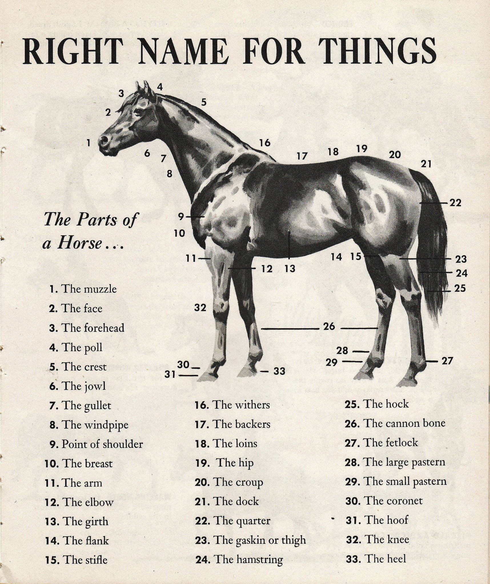 Выбор подходящей и оригинальной клички для лошади
