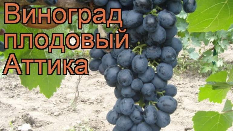 Описания, правила выращивания и отзывы о сорте винограда аттика