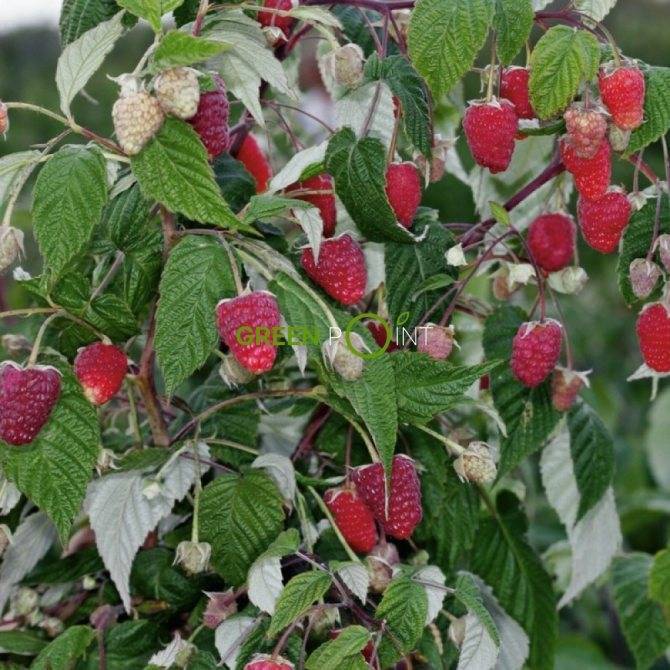 Отзывы о ремонтантной малине рубиновое ожерелье