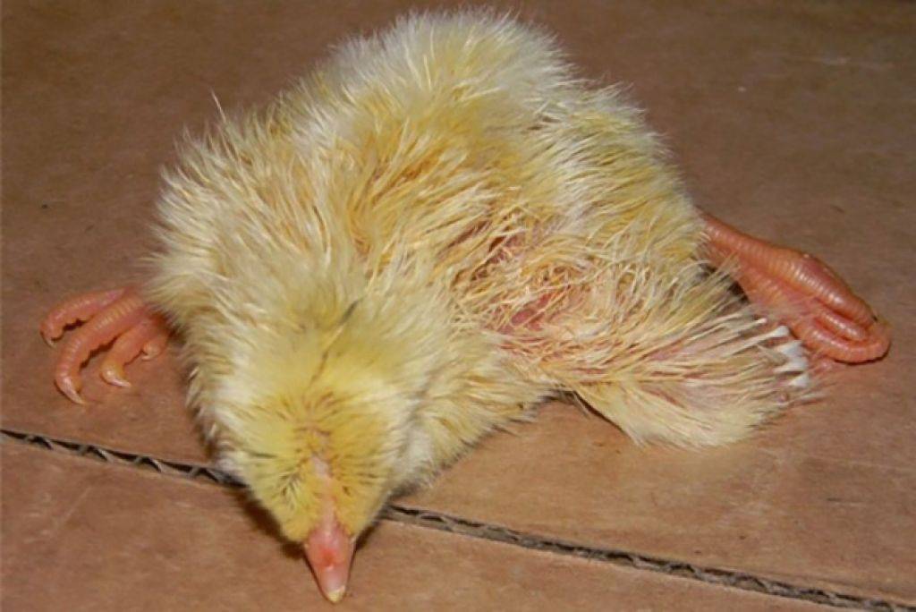 Причины и лечение поноса у цыплят