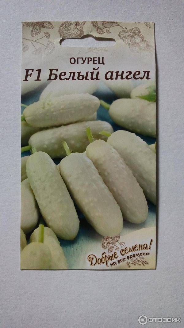 Огурец Белый Ангел Купить
