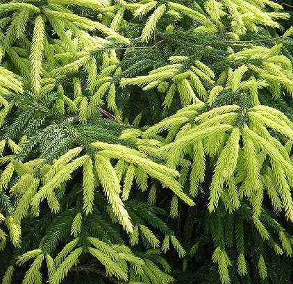 Описание ели восточной: aureospicata, aurea, classic, golden start