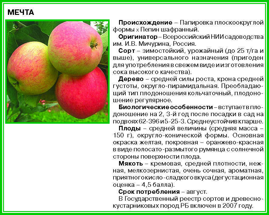 Описание сорта яблони спартан – особенности и агротехника
