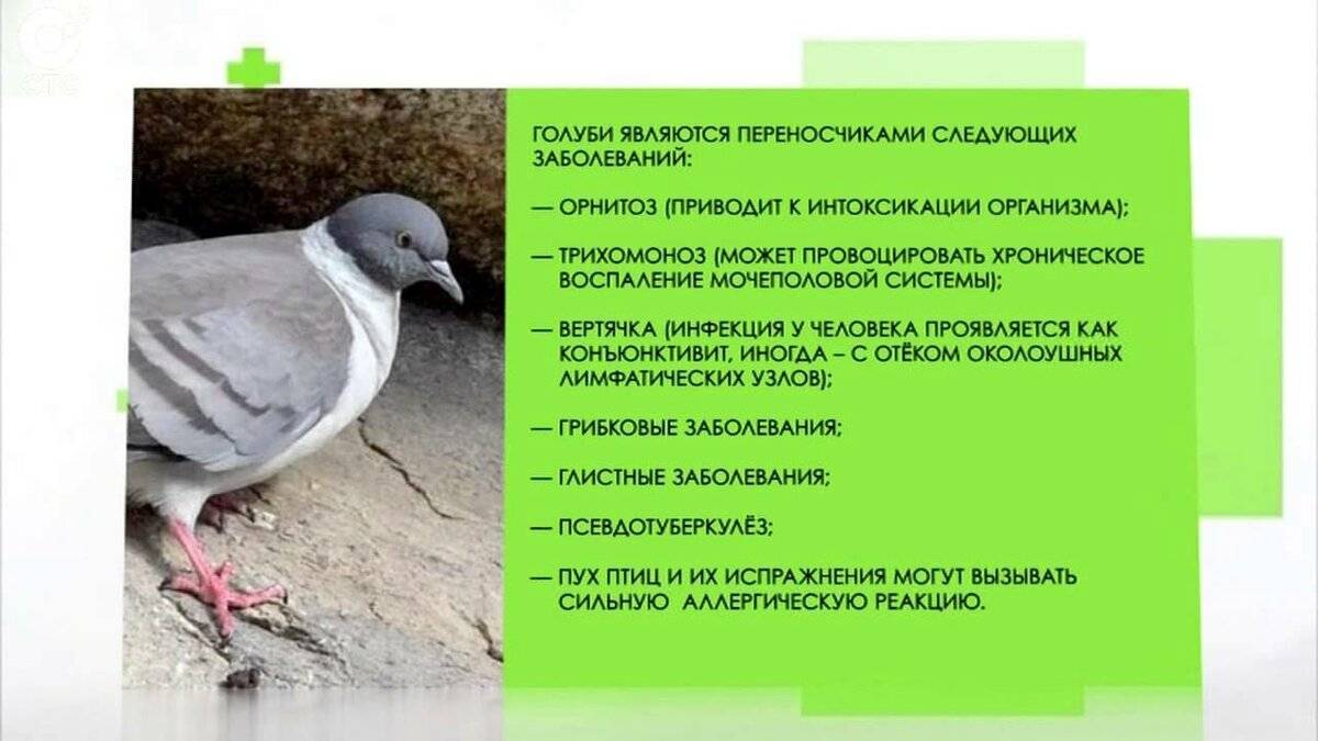 Инфекционные и неинфекционные болезни голубей и их лечение