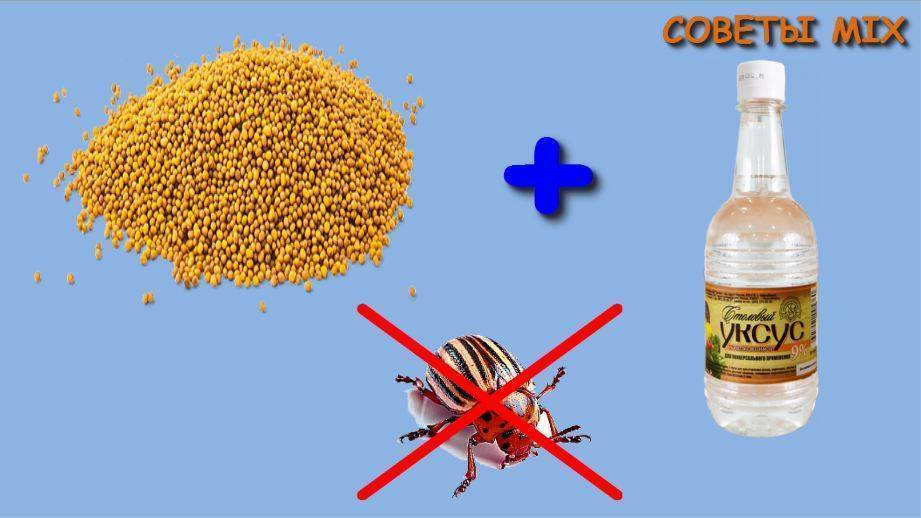 Горчица против колорадского жука: способы применения. горчица и уксус – помощники в борьбе с колорадским жуком