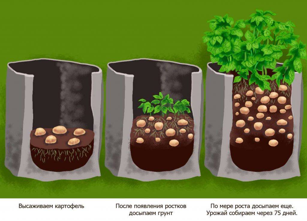 Как вырастить картофель в мешках | огородник