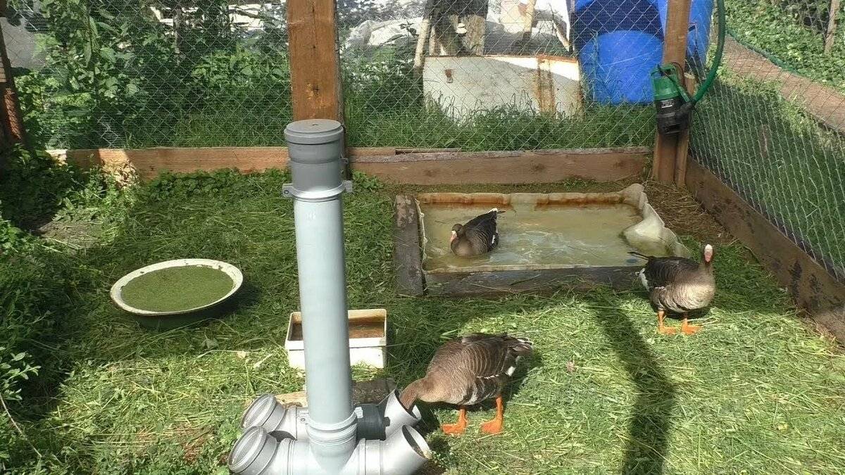 Кормушки для уток своими руками: автоматические, деревянные и из канализационной трубы