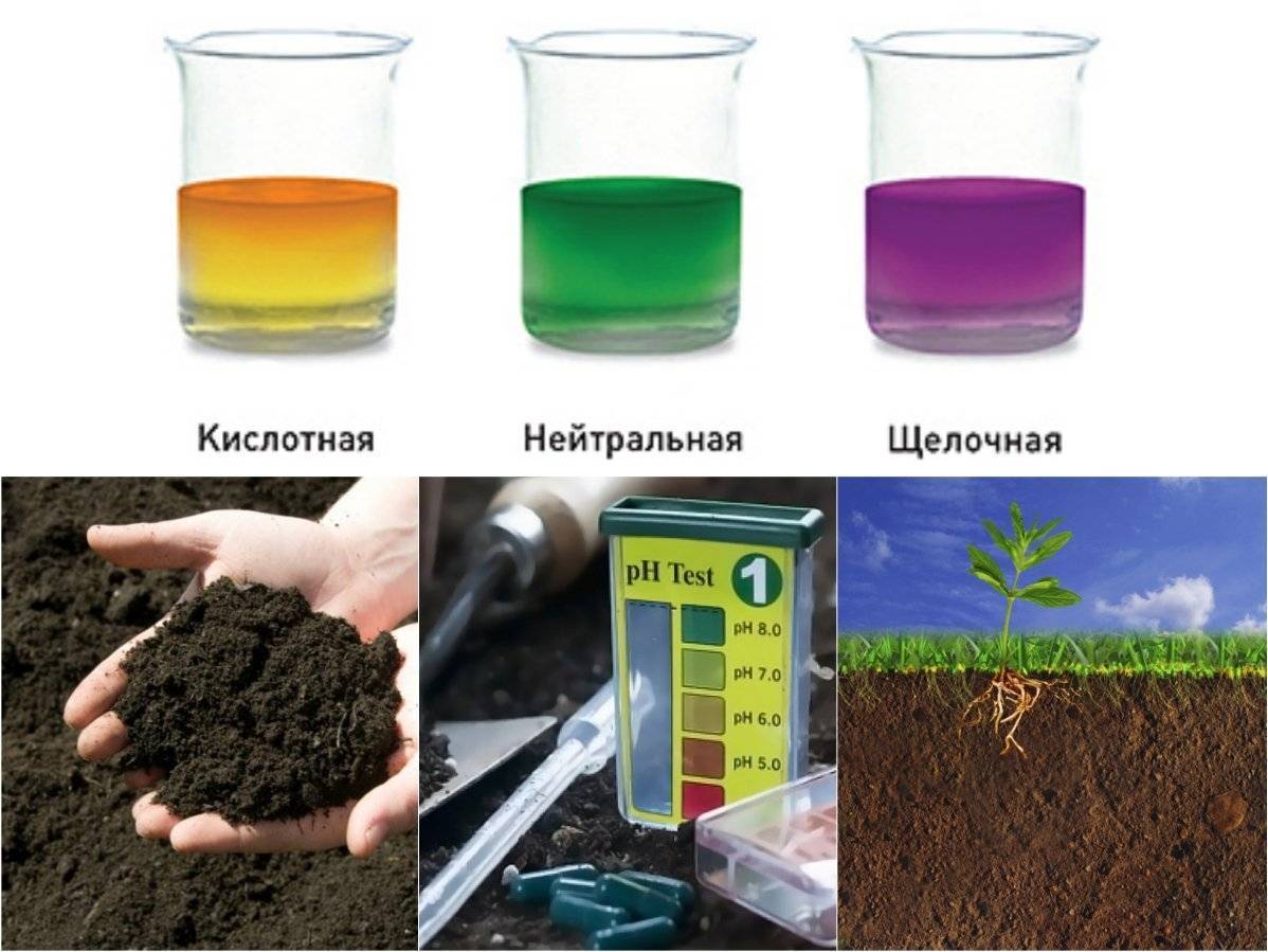Кислотность почвы на вашем участке: как определить и уменьшить?