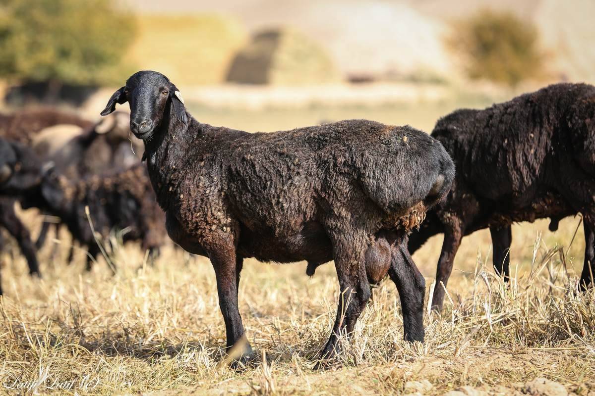Все что стоит знать фермеру об овцах гиссарской породы | фермер знает |