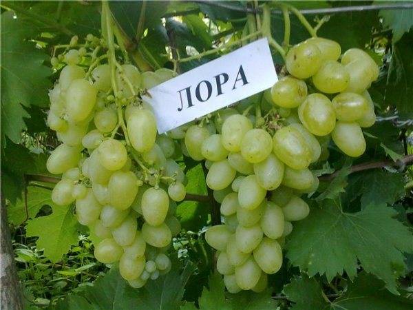 Особенности сорта винограда лора и правила его выращивания