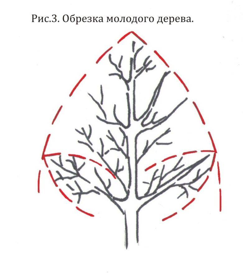 Обрезка яблони: как правильно это сделать, чтобы не стать злобным «яблочным веткорезом»?