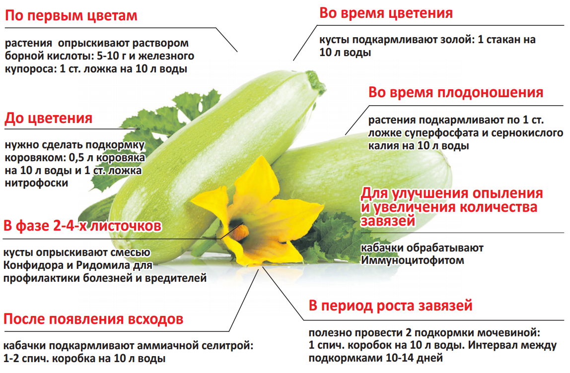 ᐉ подкормка кабачков: этапы, способы, виды удобрений - zookovcheg.ru