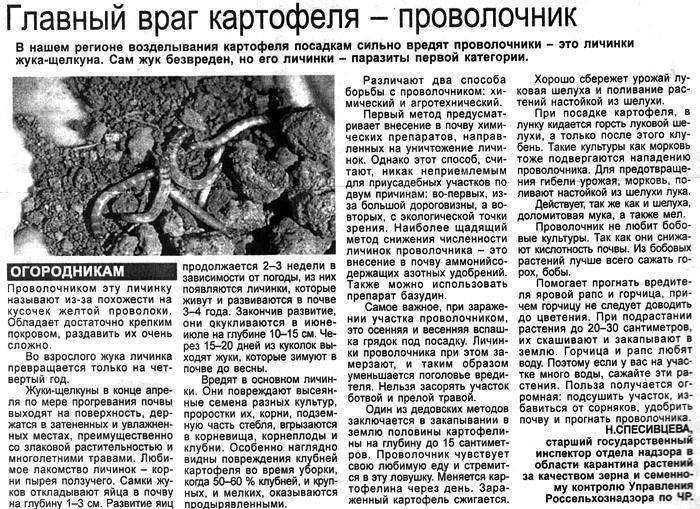 Проволочник: как избавиться на картофельном участке, фото, средства, борьба на моркови