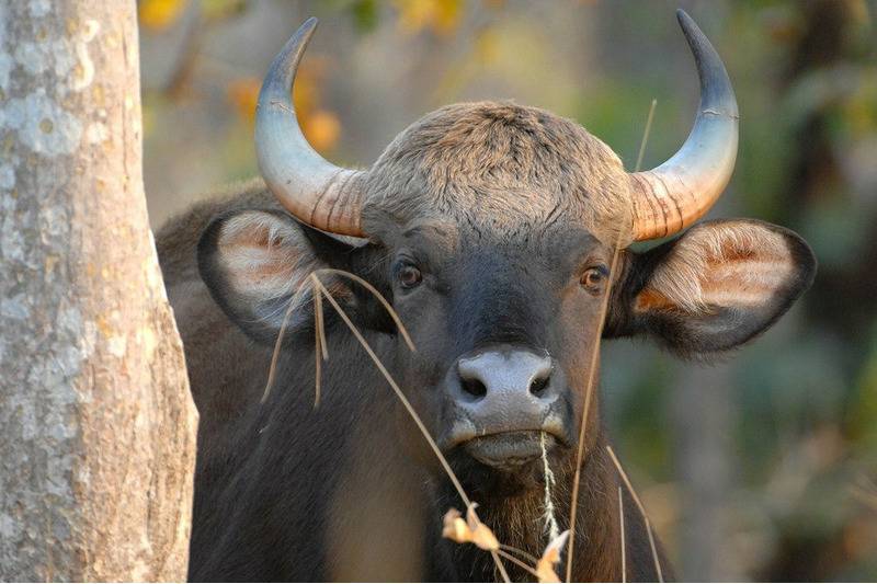 Бык гаур - характеристика и фото индийских бизонов