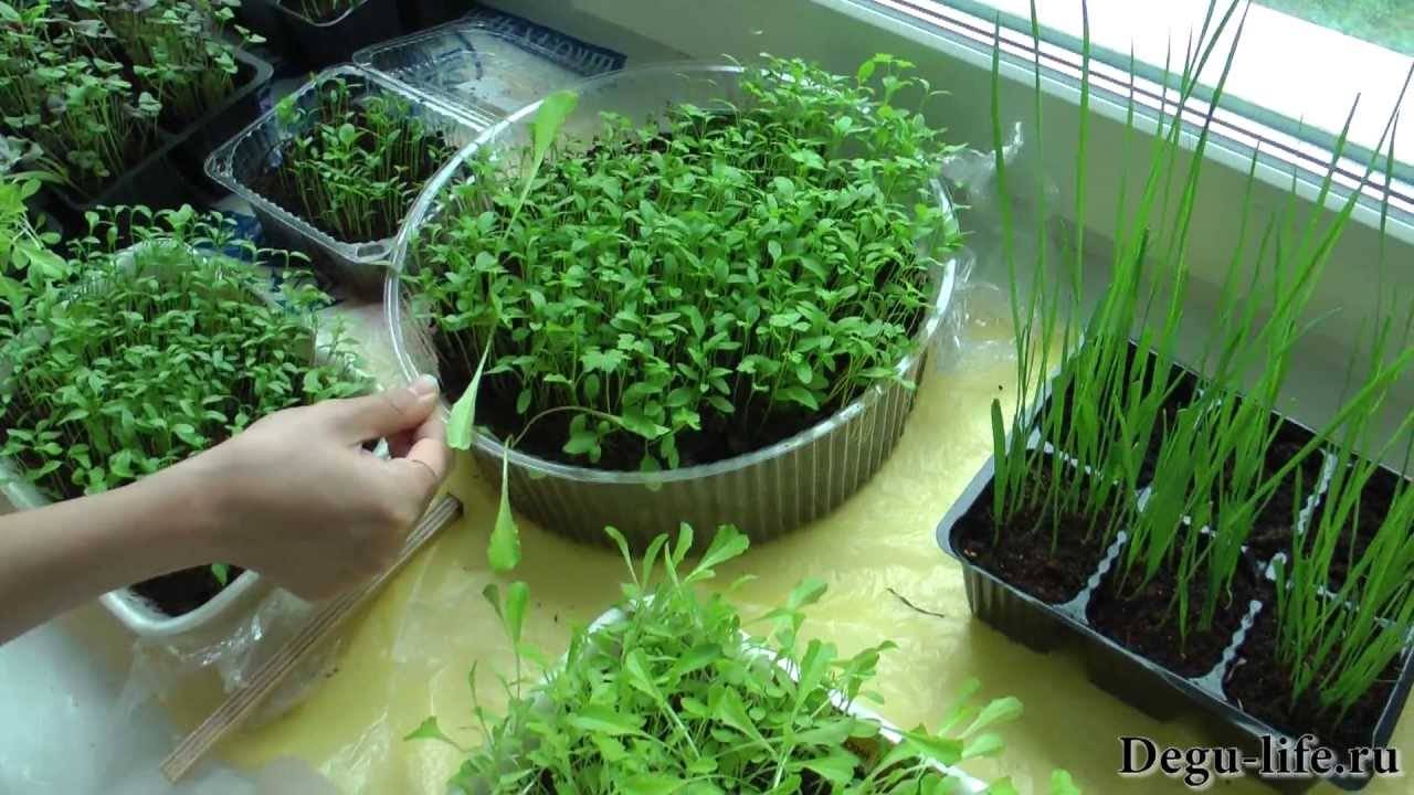 Зелень на подоконнике – выращивание зелени в домашних условиях | огородник