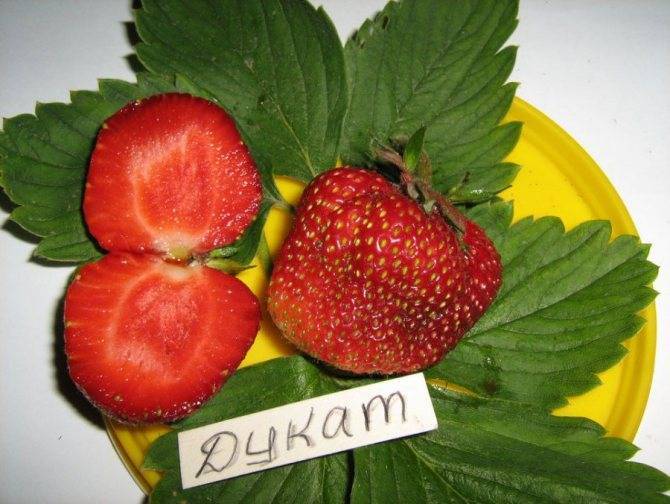 Клубника дукат: описание сорта и характеристики, выращивание и уход с фото